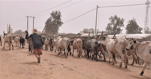 Construire une nouvelle coopération entre les éleveurs nomades et transhumants et les États membres de l’Initiative d’Accra